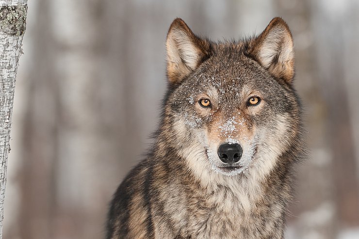Mit Klick auf das Bild gelangen Sie zur Seite "Wolf"